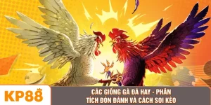 Các Giống Gà Đá Hay - Phân Tích Đòn Đánh Và Cách Soi Kèo