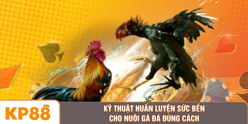 Kỹ thuật huấn luyện sức bền cho nuôi gà đá đúng cách