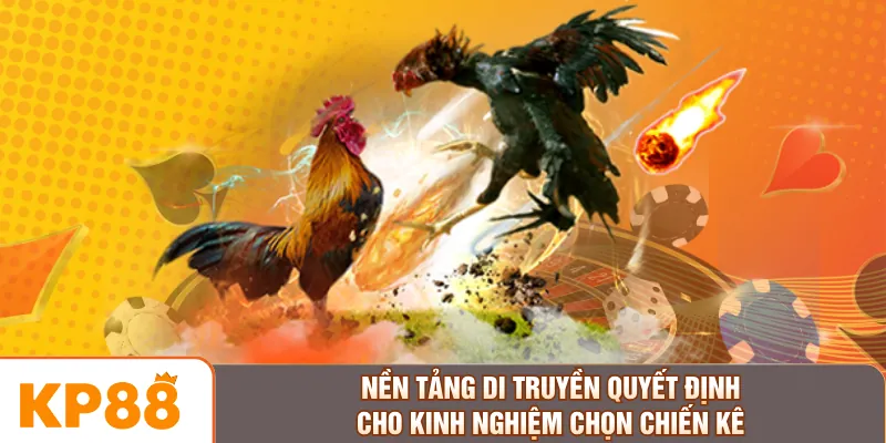 Nền tảng di truyền quyết định cho kinh nghiệm chọn chiến kê